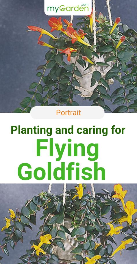 The flying goldfish plant or columnea is a special-looking houseplant that is best used as a hanging plant. They need a warm location and high humidity. This plant has its flowering period in early spring. – And these flowers in combination with the thick, green leaves make an impression! Here you'll find all information you need. #mygarden #flyinggoldfish #columnea Goldfish Plant, Reddish Hair, Plants For Hanging Baskets, Hanging Plant, Planting Herbs, Potting Soil, Early Spring, Outdoor Plants, Hanging Baskets