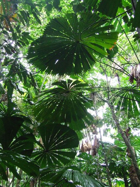 Tropical Canopy, Rainforest Canopy, Amazon Rainforest Trees, Amazon Rainforest Plants, Rainforest Photography, South American Rainforest, Rainforest Trees, Dream Illustration, Jungle Wall Art