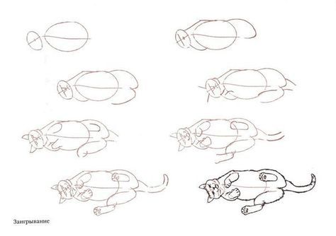 How to draw a cat laying on its back Mammal Drawing, How To Draw Cats, Dog Face Drawing, Draw Cats, Back Drawing, Cat Drawing Tutorial, Nature Sketch, Drawing Animals, Cat Sketch