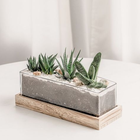 Succulent Bar on Instagram: “Shining a spotlight on a recent client's kind words they sent over to us. We love hearing from you so please don't hesitate to contact us…” Succulent Bar, Succulent Varieties, Succulent Display, Succulent Planter Diy, Planter Wall, Gifts For Your Boss, Succulent Centerpieces, Glass Planter, Rock Decor