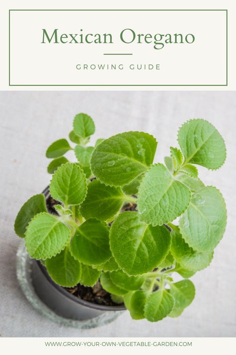 Mexican Oregano Plant, Growing Herbs Outdoors, Growing Oregano, Mexican Oregano, Oregano Plant, Outdoor Pots And Planters, How To Grow Herbs, Regenerative Agriculture, Oregano Leaves