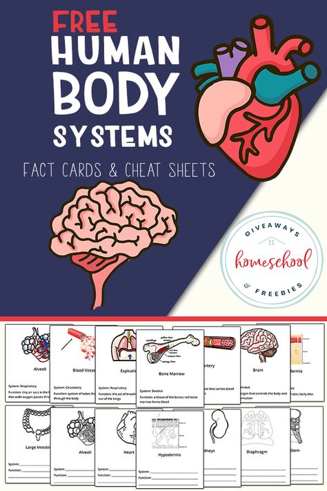 Looking for some human body science resources? Grab these free body systems fact cards and cheat sheets for your homeschool! #science #homeschool #humananatomy Human Body Unit Study, Free Human Body, Human Body Science, Human Body Activities, Human Body Unit, Homeschool Freebies, Human Body Systems, Homeschool Printables, Printables Free