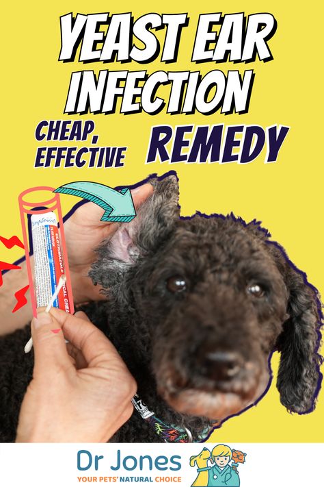 Yeast In Dogs Ears Remedies, Dog Yeast Infection Skin Remedies, Yeast In Dogs Ears, Ear Mites In Dogs, Ear Infections In Dogs, Yeast In Dogs, Dog Meds, Dog Ear Infections, Cleaning Dogs Ears