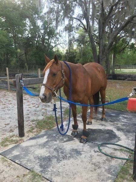 Horse cross ties Outdoor Cross Ties For Horses, Diy Horse Tie Post, Crossties For Horses, Horse Wash Stall Outdoor, Diy Outdoor Cross, Cross Ties For Horses, Diy Horse Arena, Hitching Post For Horses, Horse Cross Ties