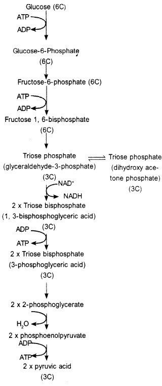 Plus One Botany Notes Chapter 10 Respiration in Plants - A Plus Topper  #PlusOneBotany #APlusTopper Respiration In Plants, Medical Biochemistry, Botany Notes, Anaerobic Respiration, Oxidative Phosphorylation, Citric Acid Cycle, Electron Transport Chain, Krebs Cycle, Chemical Energy