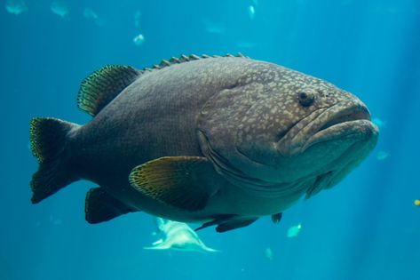 Grouper Fish Side View, Fish Sides, Grouper Fish, Water Creatures, Reference Pics, Anime Scenery Wallpaper, Scenery Wallpaper, Side View, Anime Scenery