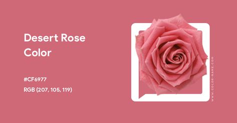 Desert Rose color hex code is #CF6977 Desert Rose Color, Paint For Kitchen Walls, Rose Patterns, Split Complementary Colors, Rgb Color Wheel, Rose Trellis, Hex Color, Rainbow Palette, Web Colors