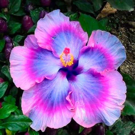 Hibiscus Tree, Hibiscus Tattoo, Hibiscus Plant, Sun Perennials, Long Acrylic, Coral Flowers, Unusual Flowers, Flower Therapy, Dream Backyard