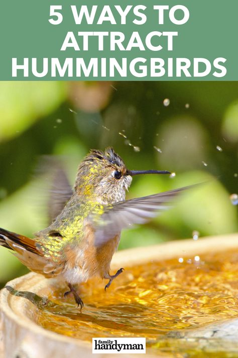 5 Ways to Attract Hummingbirds Homemade Hummingbird Nectar, Diy Hummingbird Feeder, Backyard Birds Sanctuary, Bird Videos, Hummingbird Food, Hummingbird Nests, Hummingbird Nectar, Hummingbird House, Hummingbird Plants