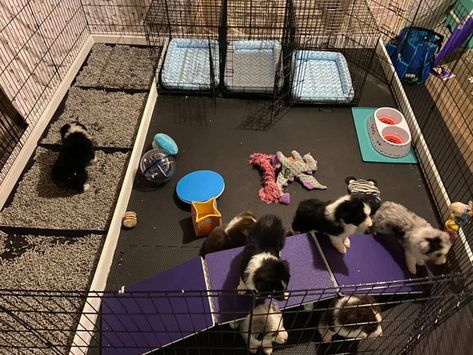 Puppy Play Area Indoor, Puppy Whelping Room Ideas, Whelping Room Ideas, Whelping Room, Puppy Breeding, Dog Breeders Kennels, Puppy Enrichment, Puppy Culture, Catahoula Puppies