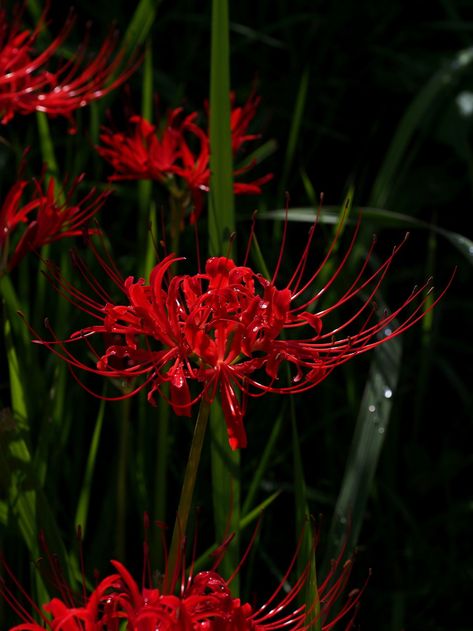 Tokyo Ghoul Flower, Red Spider Lily, Goth Garden, Spider Lily, Strange Flowers, Red Spider, Gothic Garden, Oopsy Daisy, Dark Flowers