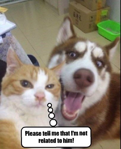 He's Just Too Goofy! The Meta Picture, Funny Animals With Captions, What Cat, Cat Selfie, Funny Cats And Dogs, Funny Dog Pictures, Funny Captions, Funny Animal Pictures, Crazy Cat Lady