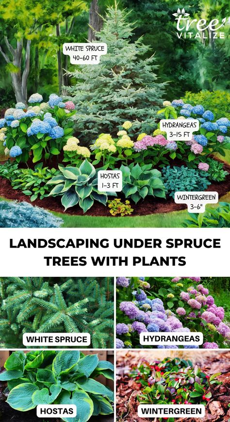 Landscaping Under Spruce Trees With Plants Garden Under Pine Tree Ideas, Pine Tree Garden Ideas, Flowers Under Pine Trees, Plants That Grow Under Pine Trees, Spruce Trees Landscaping Ideas, Juniper Tree Landscaping, Spruce Tree Landscaping, Pine Tree Landscaping Ideas, Landscaping Under Pine Trees