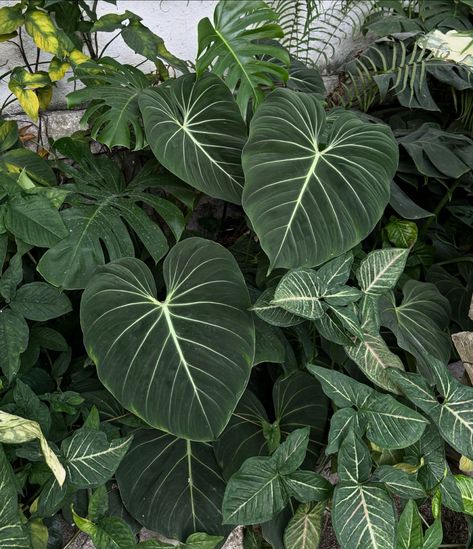 🪴 philodendron gloriosum dark form 🌿 Our online store on our bio. 🌏 Shipping worldwide 📌Certified live plants exporting company domiciled in Indonesia 📌Shipping with Phytosanitary Certificate (ALWAYS) 📌Safe transaction through Paypal or Indonesian local banks #philodendron #plants #plant #plantbased #plantlover #plantlife #plantlove #philodendrongloriosum #monstera #monsteradeliciosa #monsteramondays #aroids #tropicalplants #gardening #houseplant #indoorplants #outdoorplants Philodendron Gloriosum Dark Form, Philodendron Aesthetic, Lincoln Park Conservatory, Philodendron Gloriosum, Philodendron Plant, Plants Are Friends, Monstera Deliciosa, Lincoln Park, Outdoor Plants