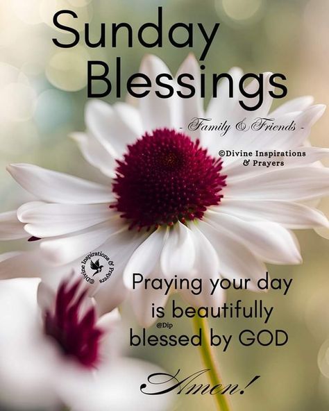 Sunday Blessings Scriptures, Sunday Blessings Inspiration Scriptures, Sunday Blessings, Sunday Blessings Inspiration, Sunday Wishes, Sunday Greetings, Blessed Sunday, Birthday Wishes Messages, Happy Good Morning Quotes