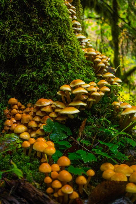 90377: “ mushrooms near middle falls by Aryk Tomlinson ” Mushroom Pictures, Goblin Core, Mushroom Fungi, Foto Art, Mushroom Art, Alam Yang Indah, Nature Aesthetic, Enchanted Forest, In The Woods