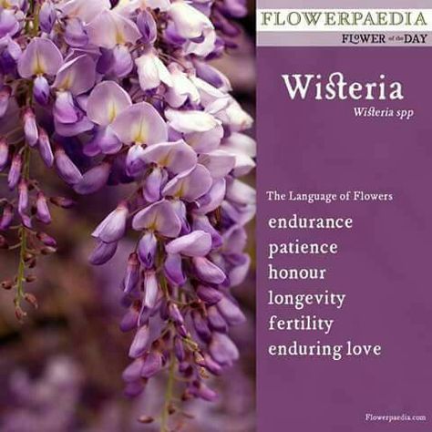 Wisteria Flower Meaning, Wisteria Meaning, Flower Psychology, Flowers Symbolism, Rose Color Meanings, Wisteria Plant, Flower Language, Goth Garden, Columbine Flower