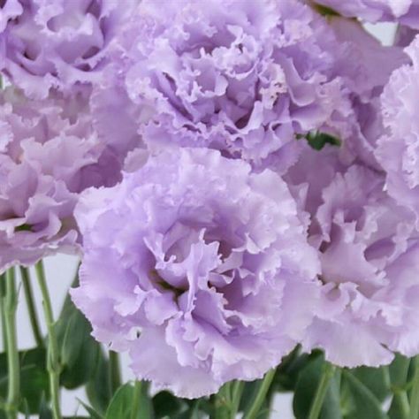 "Lisianthus Seeds Lisitnathus Celeb 1 Lavender 25 Pelleted Seeds Lisianthus Seeds Celeb 1 Lavender is a premium cut flower this one is a eye catcher it has ruffly flowers on it that is double. This cut flower will hold well and do great in vases and shipping. This flower has a strong stem 30\" to 36\" long. This is for 25 pelleted seeds, pelleted seeds make these easy to plant because you are able to see the seeds better to plant them. When you water these clay coating comes off and then seed wi Lisianthus Flowers, Floral Design Classes, Goth Garden, Long Stem Flowers, Wedding Binder, Nothing But Flowers, Lilac Flowers, All Things Purple, Garden Flower