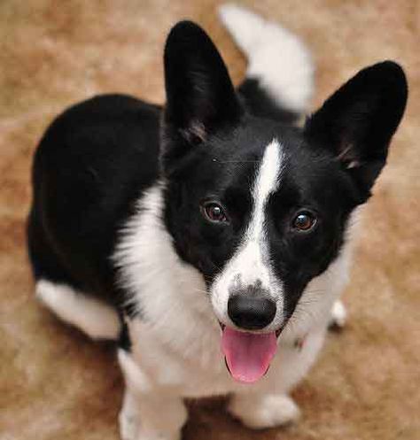 Introducing The Borgi: An Adorable, Loving Border Collie Corgi Mix Black And White Corgi, Border Collie Corgi Mix, Corgi Mix Puppies, Black Corgi, Physical Traits, Really Cute Puppies, Border Collie Mix, Corgi Mix, Collie Mix