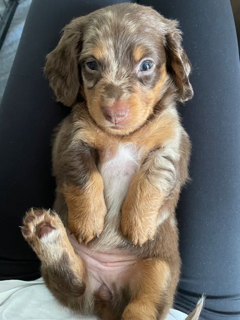 Long haired dachshund puppy Mini Long Haired Dachshund Puppies, Dashchund Puppy Aesthetic, Fluffy Dachshund Puppy, Weenie Dogs Puppies, Long Hair Dachshund Puppy, Long Hair Dauchand Puppy, Dashund Puppy Aesthetic, Dauschaund Puppy Long Hair, Dapple Daschunds