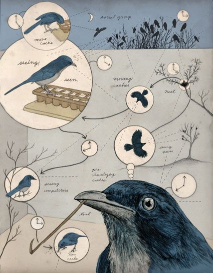 Bird Infographic, Ecosystem Illustration, Biological Illustration, Animal Infographic, Animal Intelligence, Bird Brain, Data Visualization Design, Infographic Poster, Bird Graphic