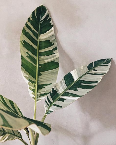 Plant Goals, Inside Plants, Variegated Plants, Plant Aesthetic, House Plants Decor, House Plants Indoor, Pretty Plants, Plant Mom, Plant Lady