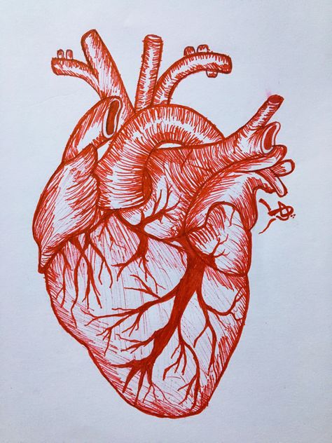 Red heart Sketch Of A Heart, Red Drawings Simple, Heart Diagram Aesthetic, Heart Organ Drawing, Real Heart Aesthetic, Red Drawings Aesthetic, Realistic Heart Drawing, Red Heart Drawing, Drawing Of Heart