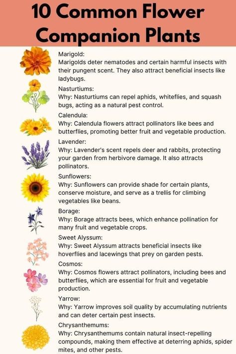 Garden Planting Companions, Veggie Garden Companion Planting, Vegetables Companion Planting, Permaculture Flower Garden, Growing Flowers With Vegetables, Square Foot Gardening Layout Raised Beds Companion Planting, Garden Bed Planting Ideas, Companion Planting Vegetables And Flowers, Vegetable Bed Layout