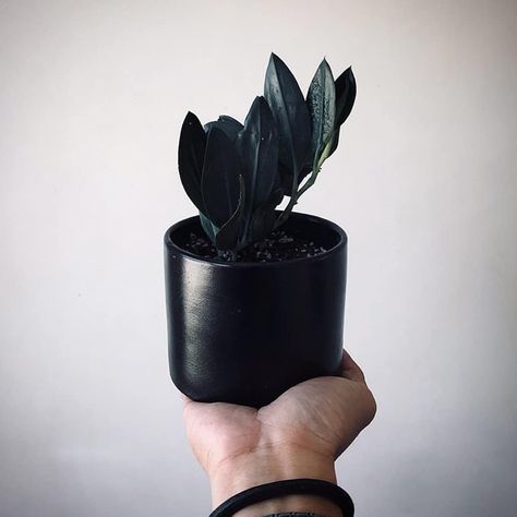 Olivra Homedecor в Instagram: «Black Scindapsus Treubii🤗 Tag a Friend who would love these👇🏻❤ 🌿Follow us for more @olivra.houseplants 👉🏻Follow us for more…» Houseplant Room, Plant Parenting, Indoor Landscaping, Plants Wishlist, Succulent Decor, Plant Friends, Dream Plants, Jungle Life, Goth Garden