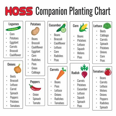 Raised Garden Beds Diy Vegetables, Companion Planting Chart, Companion Planting Vegetables, Garden Bed Layout, Health Essentials, Garden Companion Planting, Vegetable Garden Planner, Vegetable Garden Planning, Starting A Vegetable Garden