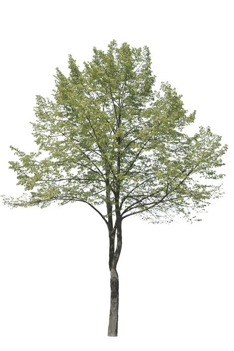 Trees For Rendering, Trees For Collage, Architecture Tree Png, Tree Photoshop Architecture, Tree Png Photoshop, Trees Rendering, Trees In Elevation, Tree Elevation, Tree Plan Photoshop