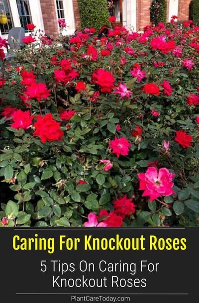 Knockout Roses Care: How To Care For Knock Out Roses. Did you know that Knockout Rose care is so easy, many believe the Knock Out helped save the popularity of roses? #roses #flowers #floweragarden #gardening Double Knock Out Roses Landscape Ideas, Landscaping With Knockout Roses, How To Care For Roses, Knock Out Roses Landscape Ideas, Knockout Roses In Landscaping, Knockout Roses Care, Pruning Knockout Roses, Knockout Rose Tree, Double Knockout Roses