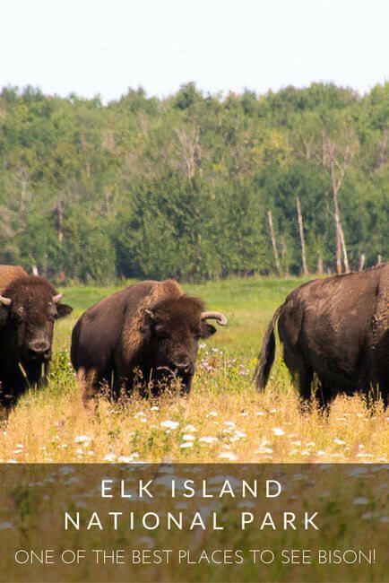 Travel Alberta, Travel Blog Ideas, Elk Island National Park, Deck Railing Ideas, Alberta Travel, Canada Trip, Canadian Travel, Parks Canada, Canada Destinations