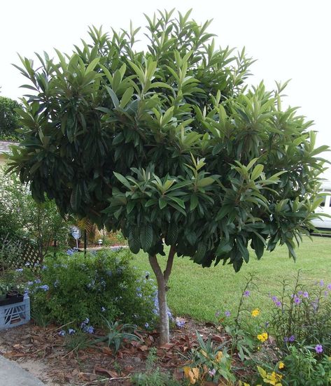 Loquat /Japanese Plum Tree w/ Orange Melon Fruit Fast Grower EZ Grow on PopScreen Japanese Plum Tree, Food Forests, Prune Plum, Loquat Tree, Fruit Fast, Plum Trees, Melon Fruit, Japanese Plum, Wine Recipe