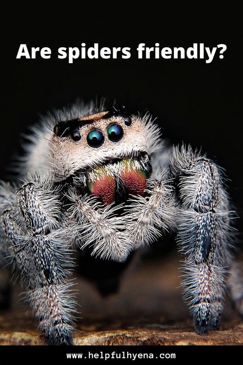 Do you want to know if spiders can be friendly towards humans? Check out this article which will explain the answer to this question thoroughly. #Spider #Friendly #Animals #Pet #Pets #Spiders #Friends #Animal Spider Shoes, Spider Facts, Cute Spiders, Spider Fact, Poisonous Animals, Spider Book, Amazing Insects, Small Poems, Spider Species