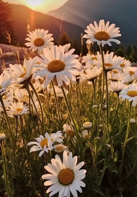 Daisy Flower Aesthetic, Daisy Flower Field, Daisies Aesthetic, Daisy Aesthetic, Daisy Plant, Calloway Sisters, Flowers Daisy, Daisy Field, Nothing But Flowers