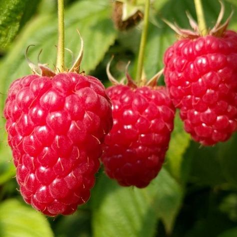 Raspberry Plants, Acerola Cherry, Elephant Ear Plant, Benefits Of Gardening, Banana Fruit, Raspberry Seeds, Banana Plants, Red Raspberry, Fruit Seeds