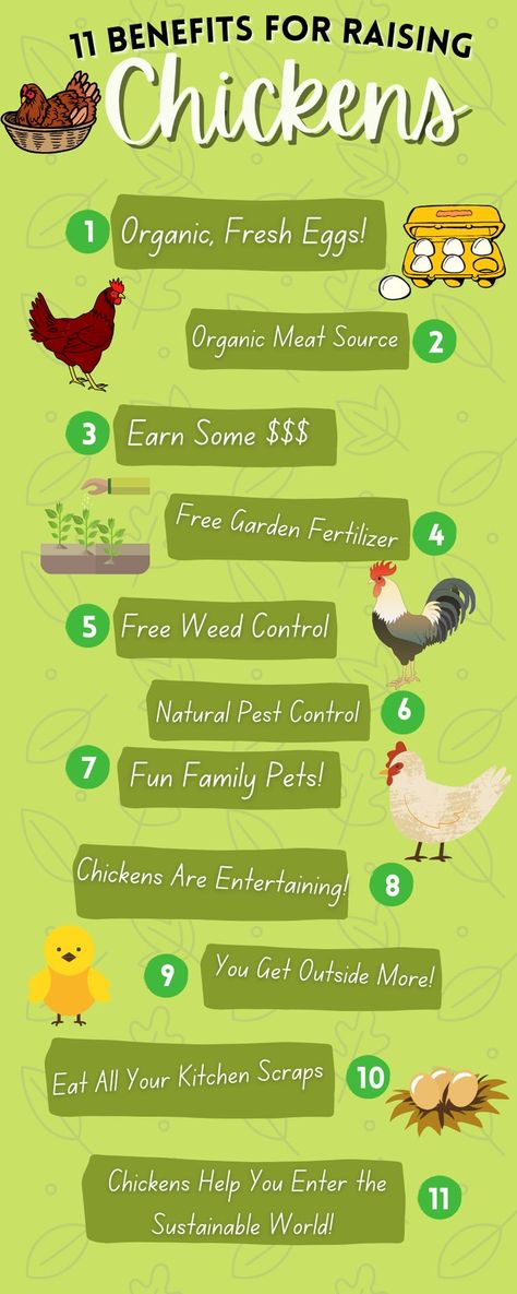 Keeping Ducks And Chickens Together, Benefits Of Having Chickens, Chicken Benefits, Having Chickens, What To Feed Chickens, Chickens 101, Benefits Of Chicken, Chicken Facts, Chicken Flock