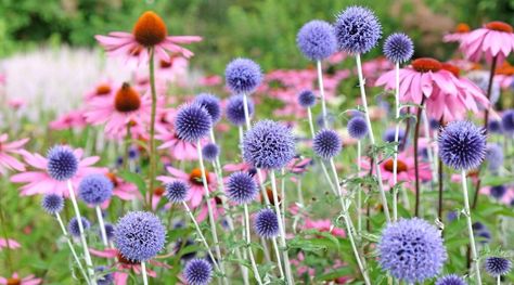 Globe Thistle Garden, Globe Thistle Plant, Blue Globe Thistle, Thistle Garden, Thistle Plant, Globe Thistle, Globe Flower, Sun Bed, Water Wise Plants