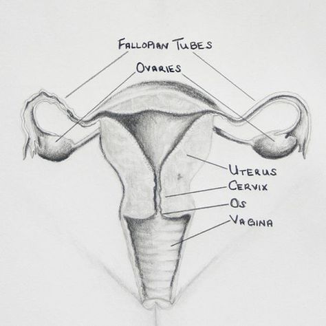 Male Reproductive System Diagram, Female Reproductive System Diagram, Drawing Biology, Female Reproductive System Anatomy, Female Reproductive Anatomy, Human Anatomy Picture, Science Diagram, Human Anatomy Female, Endocrine Glands