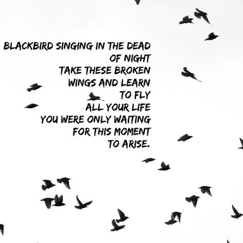 Bird Singing, Blackbird Singing, Nights Lyrics, Songs With Meaning, Dead Of Night, Quotes Pinterest, Broken Wings, Learn To Fly, Human Soul