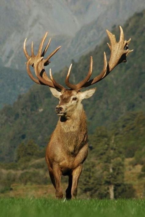 A Deer, New Zealand, Deer, Force