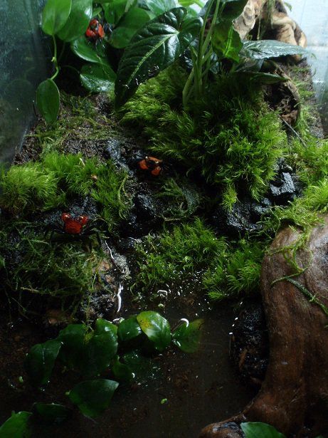 Vampire Crabs in their set-up Crab Terrarium, Crab Paludarium, Vampire Crab, Red Claw Crab Tank, Dart Frog Vivarium, Vampire Crab Paludarium, Frog Habitat, Aquarium Terrarium, Life Rock Bramch Rock Aquascape Reef