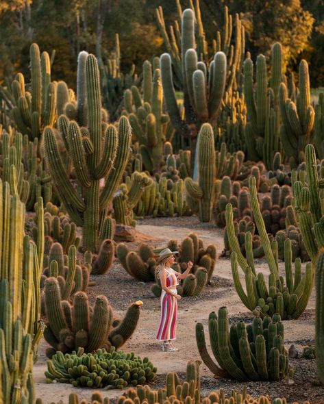 Desert vibes in full effect at @cactuscountry 🌵✨ ⁣ ⁣ Rocking some @AMEyewear with the @official_minkpink Lito knit skirt and matching crop top in a bold mix of pink, white, green, lilac and tan, with a drawstring waist for that perfect summer fit! ⁣ ⁣ @official_minkpink’s third instalment of the Saguaro collection is inspired by the Mexican desert and the iconic Saguaro cactus 🌞🌵⁣ ⁣ All outfits @Official_MinkPink, @BrixtonANZ cowboy hats, @AMEyewear and @NovoShoes Cowboy Boots ⁣ ⁣ 📷 @John.f.h... Cactus Photoshoot, Mexican Desert, Cowboy Outfit, F H, Desert Vibes, Cowboy Outfits, Saguaro Cactus, Mink Pink, Knit Skirt