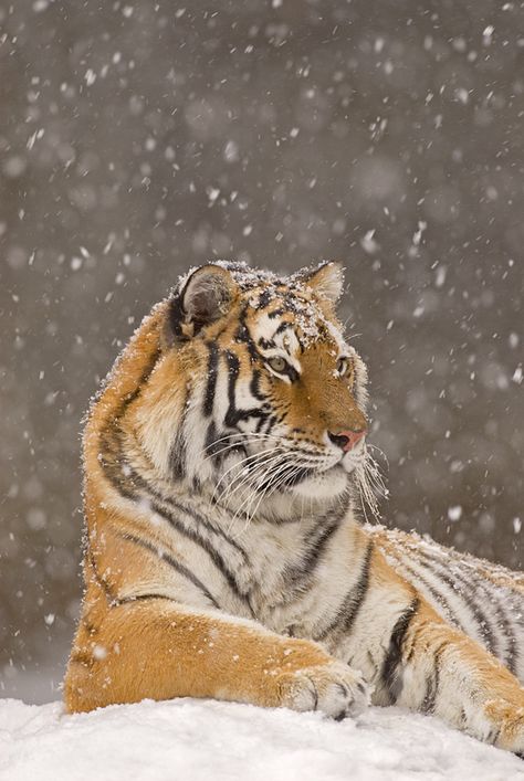 WINTER OPPORTUNITIES - Steve Gettle Nature Photography Cool Tiger Pictures, Snow Tiger Art, Tiger Snow, Tigers In Water, Big Cat Family, Tigers In Snow, Save The Tiger, Amur Tiger, Tiger Pictures