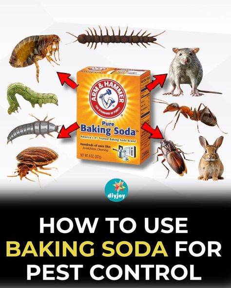 DIY Joy How To Get Rid Of Water Bugs, Natural Pest Control For Home, Roach Remedies, Home Pest Control, Pest Spray, Kill Roaches, Baking Soda Toothpaste, Bug Spray Recipe, Appalachian People