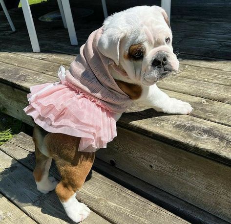 Cute bulldog, sweet bulldog, love bulldog Toy Bulldog, Cute Bulldog Puppies, Puppy Mom, Bulldog Pics, Cute Bulldogs, Pink Stuff, English Bulldog Puppies, Pitbull Puppy, Puppy Supplies