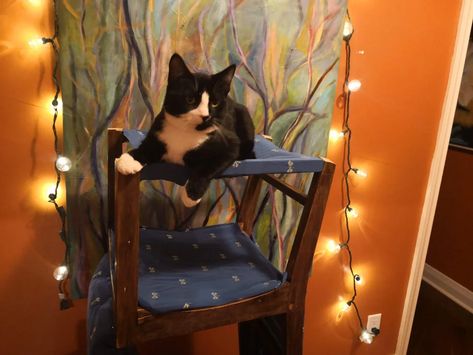 Cat Tree From Two Old Chairs : 13 Steps - Instructables Two Cute Cats, Cat Chair, Tree Chair, Pet Diy, Diy Cat Tree, Cat Seat, Carpet Cover, Cat Trees, Cat Hammock