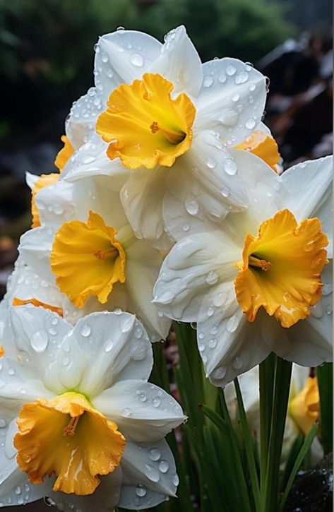 White daffodil Daffodil Flower Aesthetic, Daffodils White, Daffodil Photography, Diningroom Ideas, Flower Daffodil, White Daffodils, Daffodil Flower, Lily Of The Valley, Plant Life