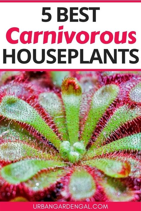 Carnivorous houseplants Carnivorous Plants Care, Insect Eating Plants, Carnivorous Plants Terrarium, Sundew Plant, Bog Garden, Natural Mosquito Repellant, Growing Plants Indoors, Pitcher Plant, Tiny Plants